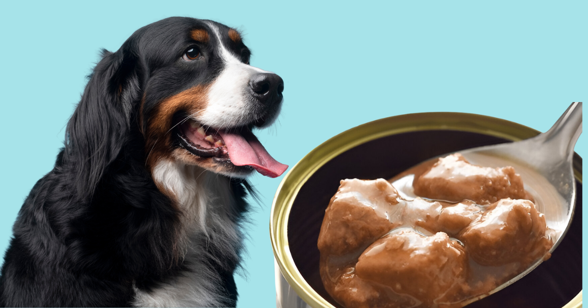 Best dog food for sensitive stomach