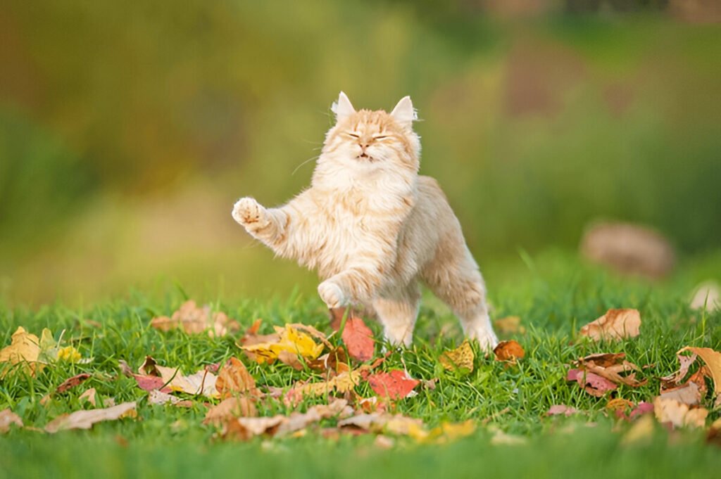 steptodown.com470554 Raw cat food, Active and healthy cat